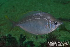 Parequula melbournensis