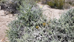 Funastrum utahense