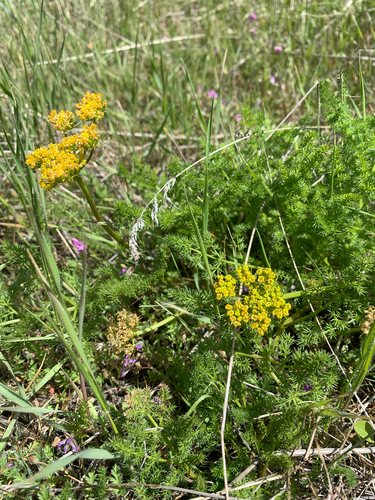 Lomatium grayi, photograph 1