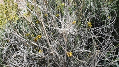 Funastrum utahense