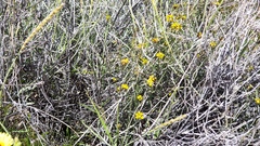Funastrum utahense