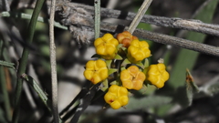 Funastrum utahense