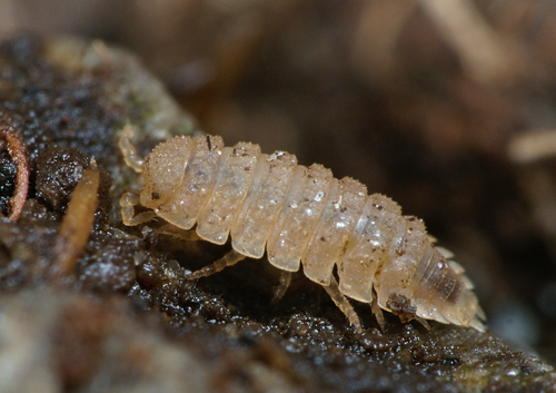 Pillbug