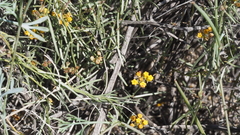 Funastrum utahense