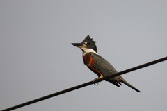 Megaceryle torquata
