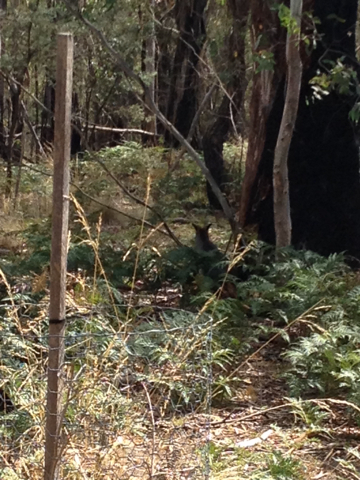 Macropodidae