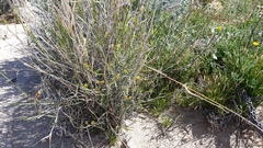 Funastrum utahense