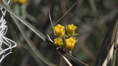 Funastrum utahense