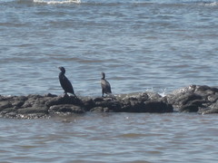 Nannopterum brasilianum