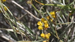 Funastrum utahense