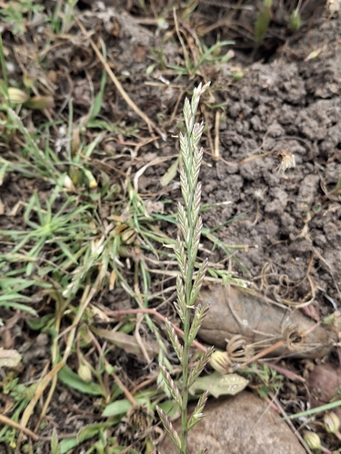 iNaturalist observation photo of Perennial Ryegrass