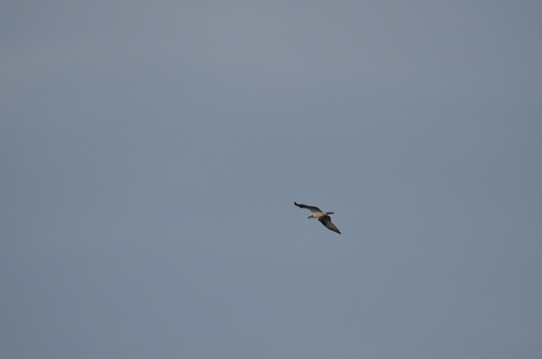 Osprey