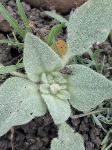 iNaturalist observation photo of turkey mullein