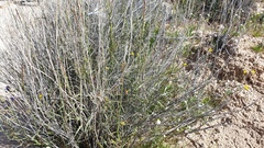 Funastrum utahense