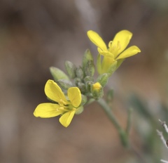 Physaria ovalifolia