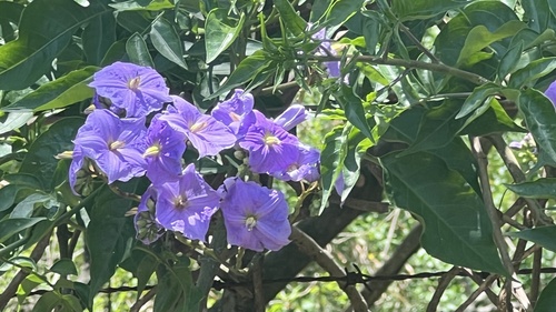 Solanum wendlandii observed 2026-04-25