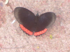Biblis hyperia nectanabis