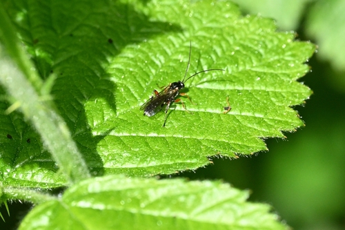 Coccygomimus observed 2026-04-25