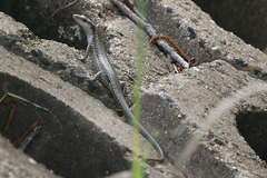 Emoia atrocostata