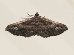Eucymatoge scotodes