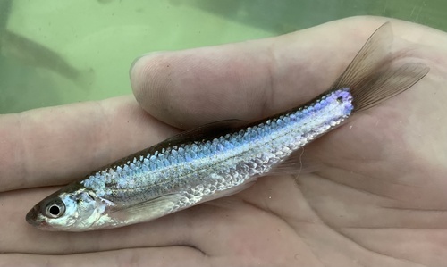 Mississippi-zilverelrits (Hybognathus nuchalis) — Cyprinidae