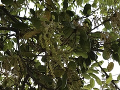 Quercus agrifolia