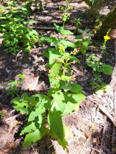 Scrophularia smithii, photograph 2
