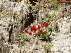 Astragalus douglasii