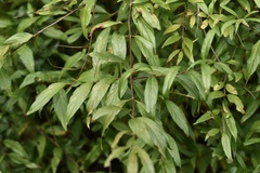 Cephalanthus glabratus