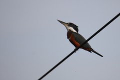 Megaceryle torquata