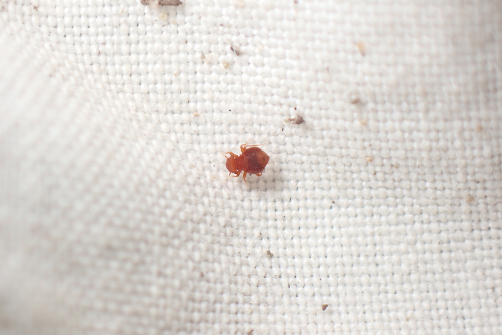 Nymphotroctes denisi