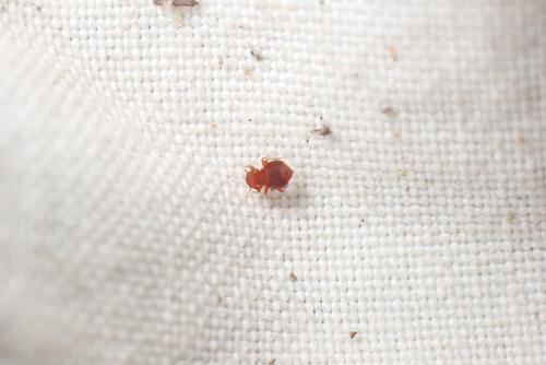 Nymphotroctes denisi