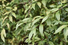 Cephalanthus glabratus