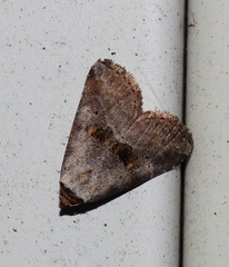 Hyperstrotia flaviguttata