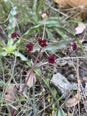 Lomatium hooveri