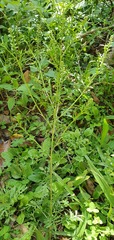 Lepidium bonariense