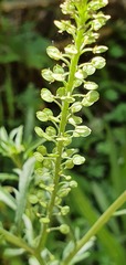Lepidium bonariense