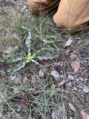 Lomatium hooveri