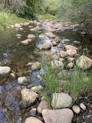 Cyperus longus tenuiflorus