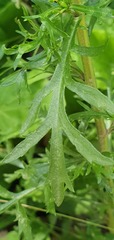 Lepidium bonariense