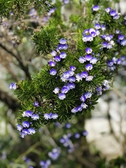 Psoralea pinnata