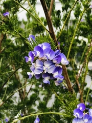 Psoralea pinnata