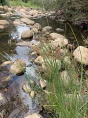 Cyperus longus tenuiflorus