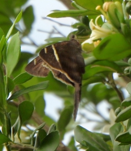 Teleus Longtail
