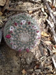 Mammillaria standleyi