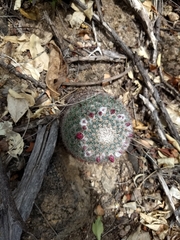 Mammillaria standleyi