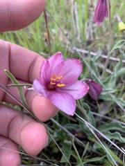 Fritillaria pluriflora
