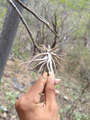 Tillandsia caput-medusae