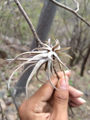 Tillandsia caput-medusae