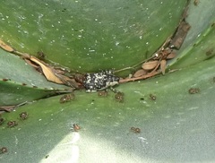 Peltophorus polymitus